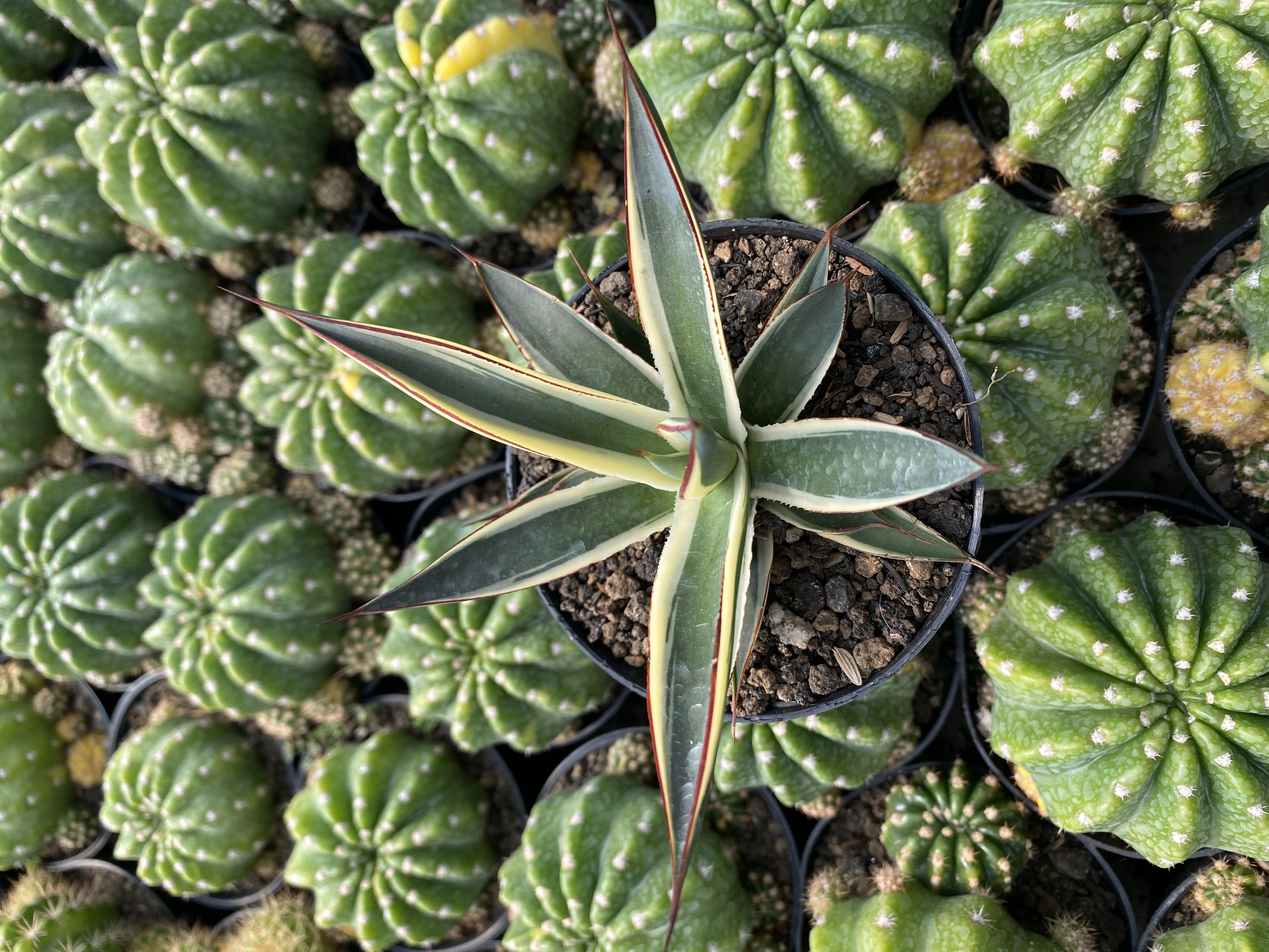 Agave Snow Glow