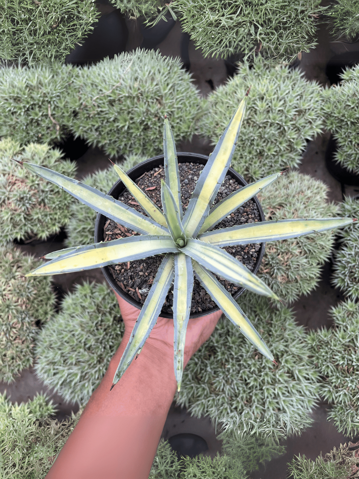 Agave Macrocanta Variegated