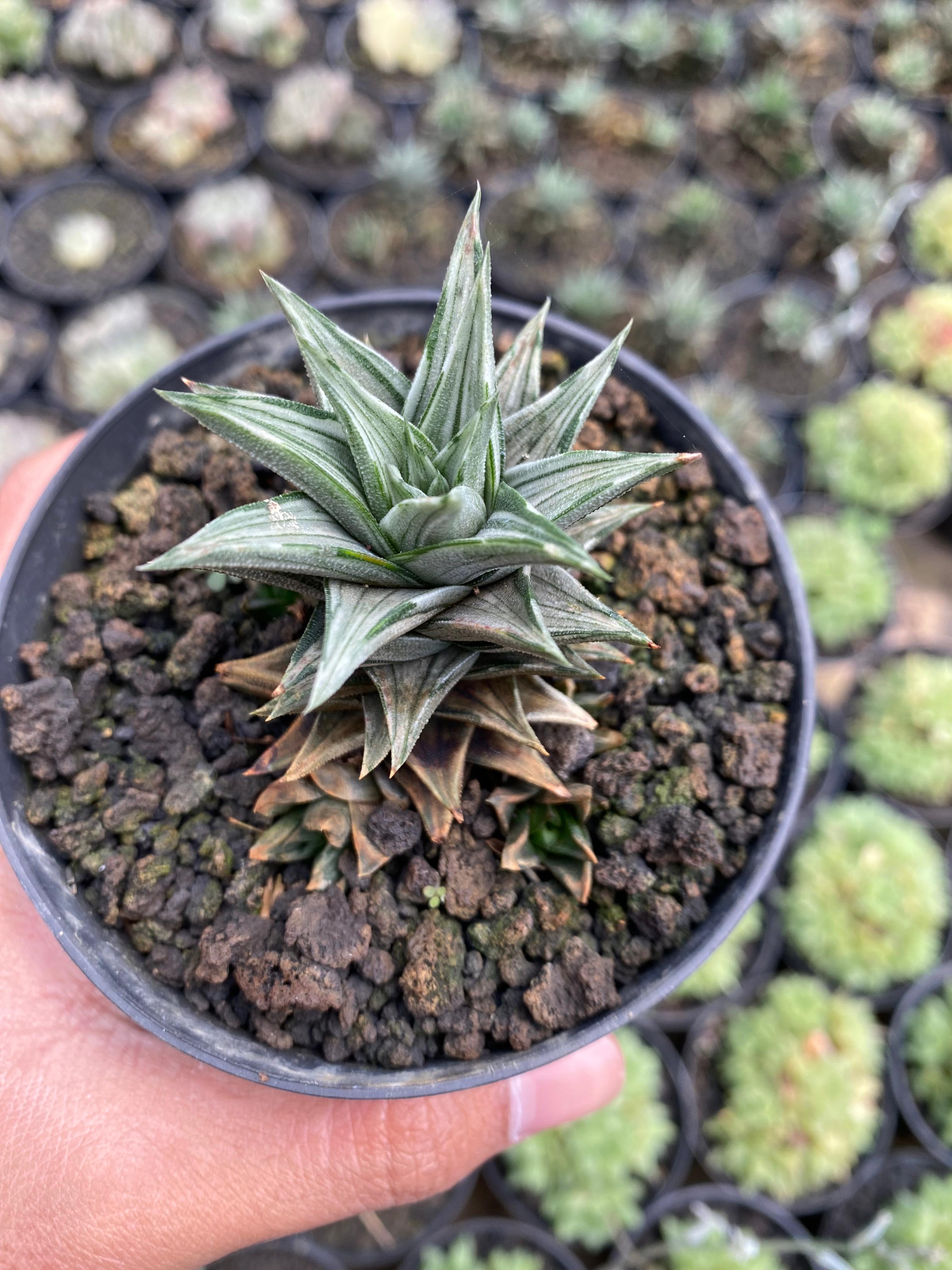 Haworthia Tortuosa Variegated