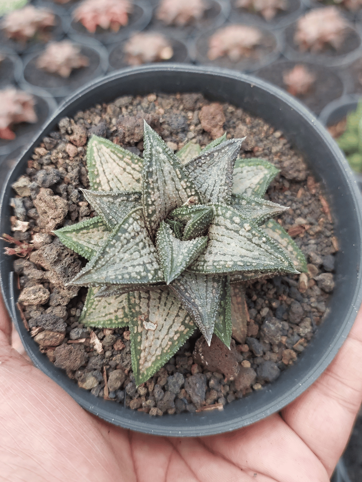 Haworthia Kintaikyo