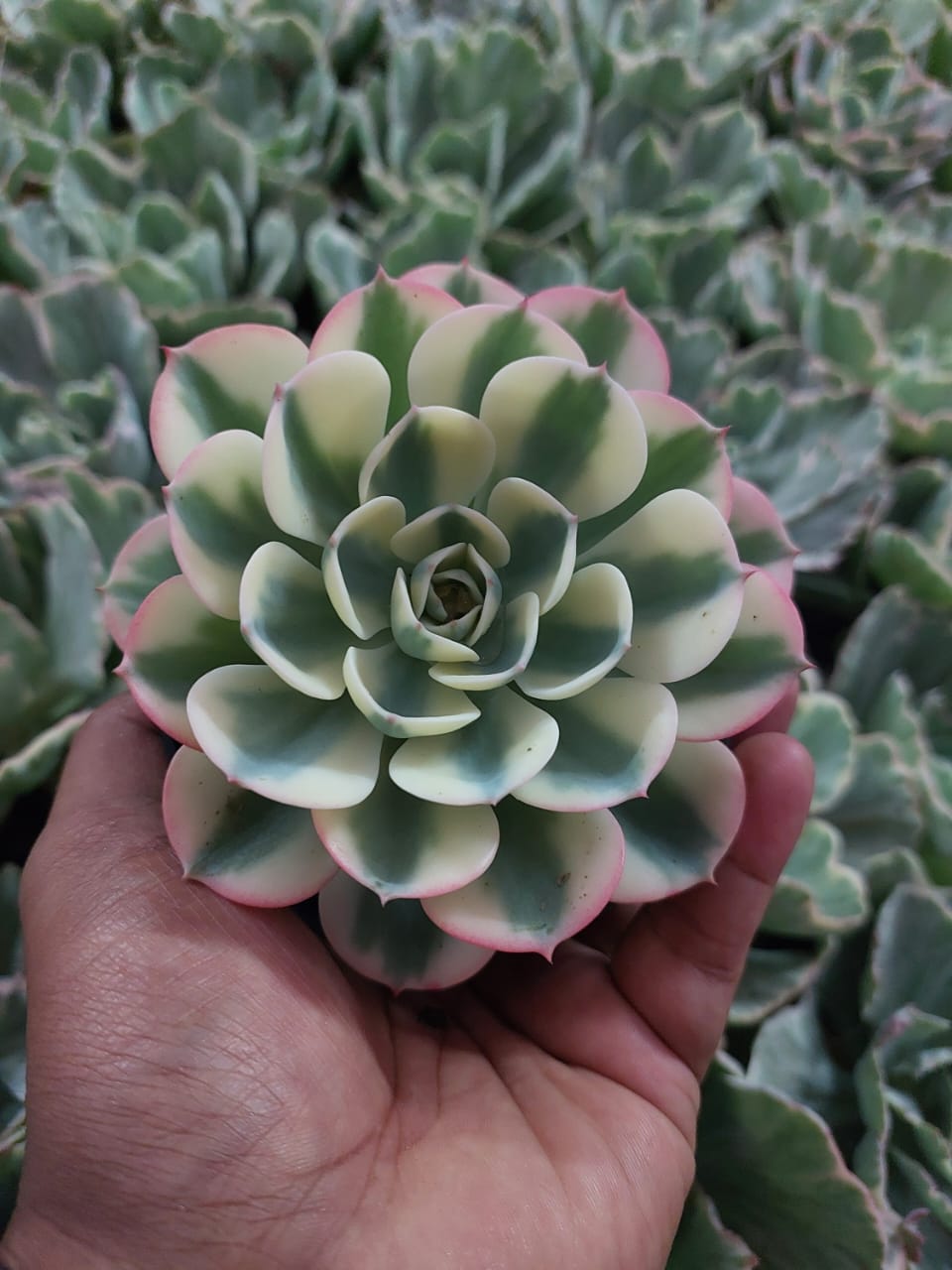 Echeveria Compton Corausel Variegated