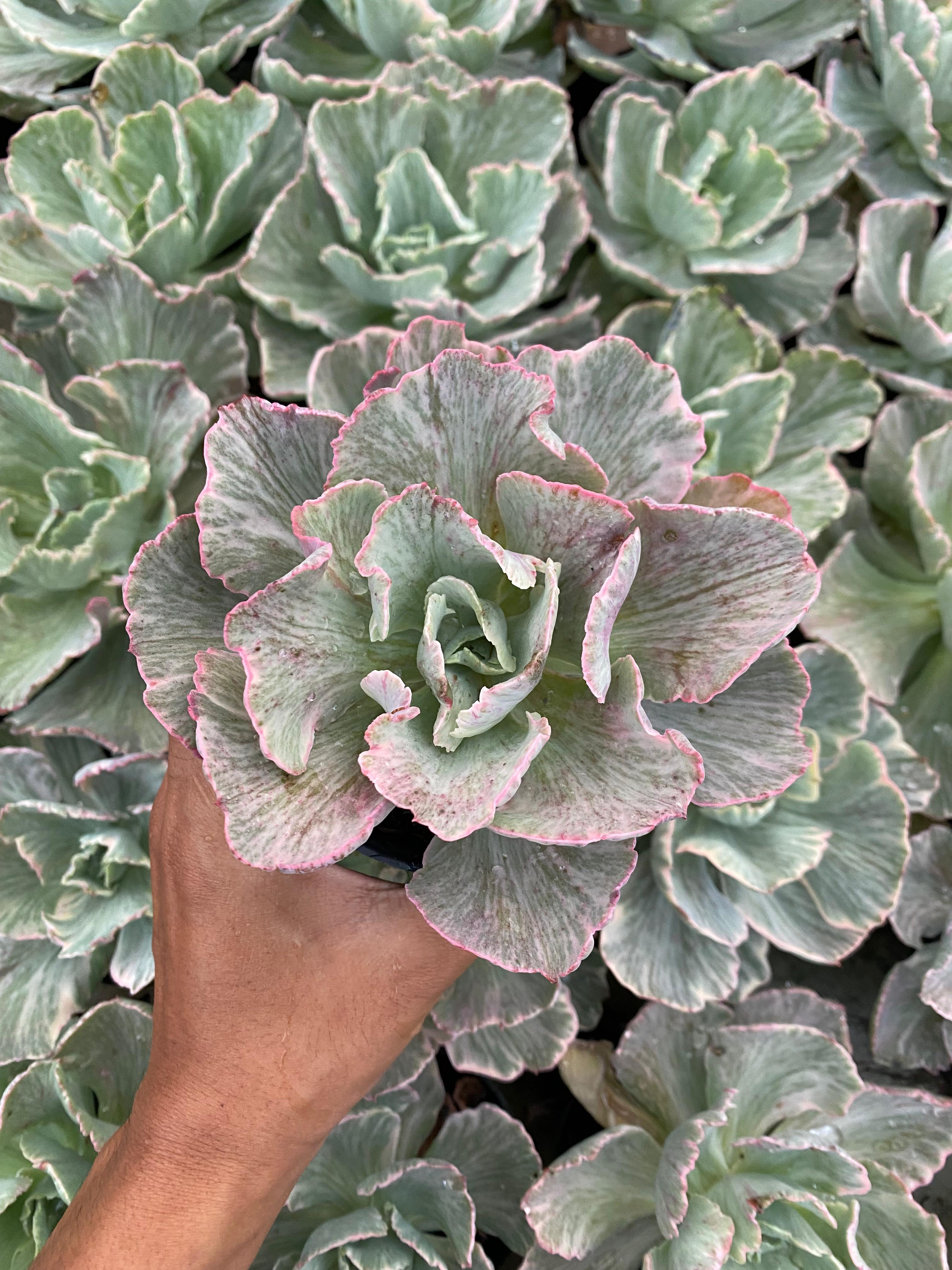 Echeveria Chantilly White Cloud