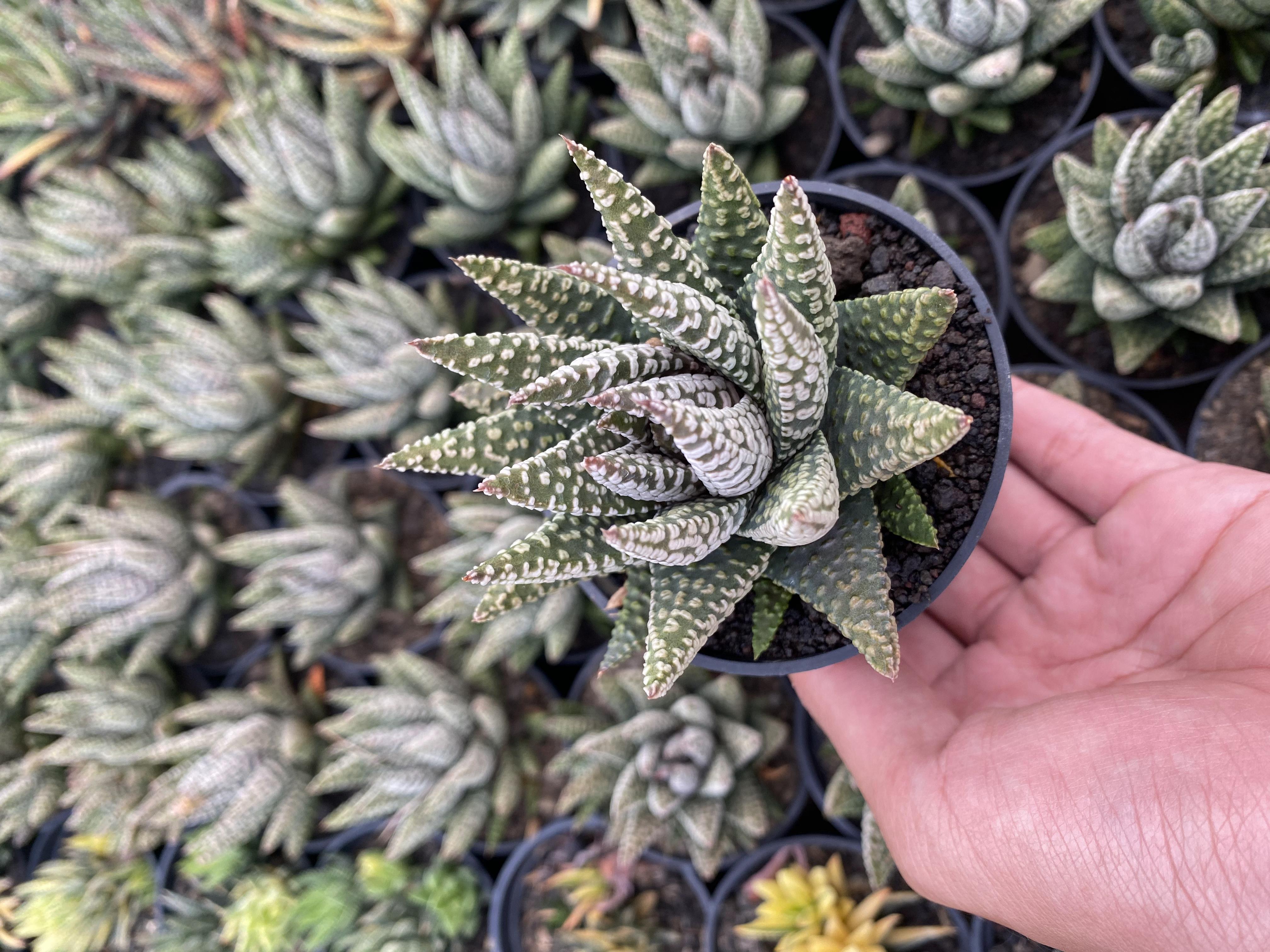 Haworthia Little Circles