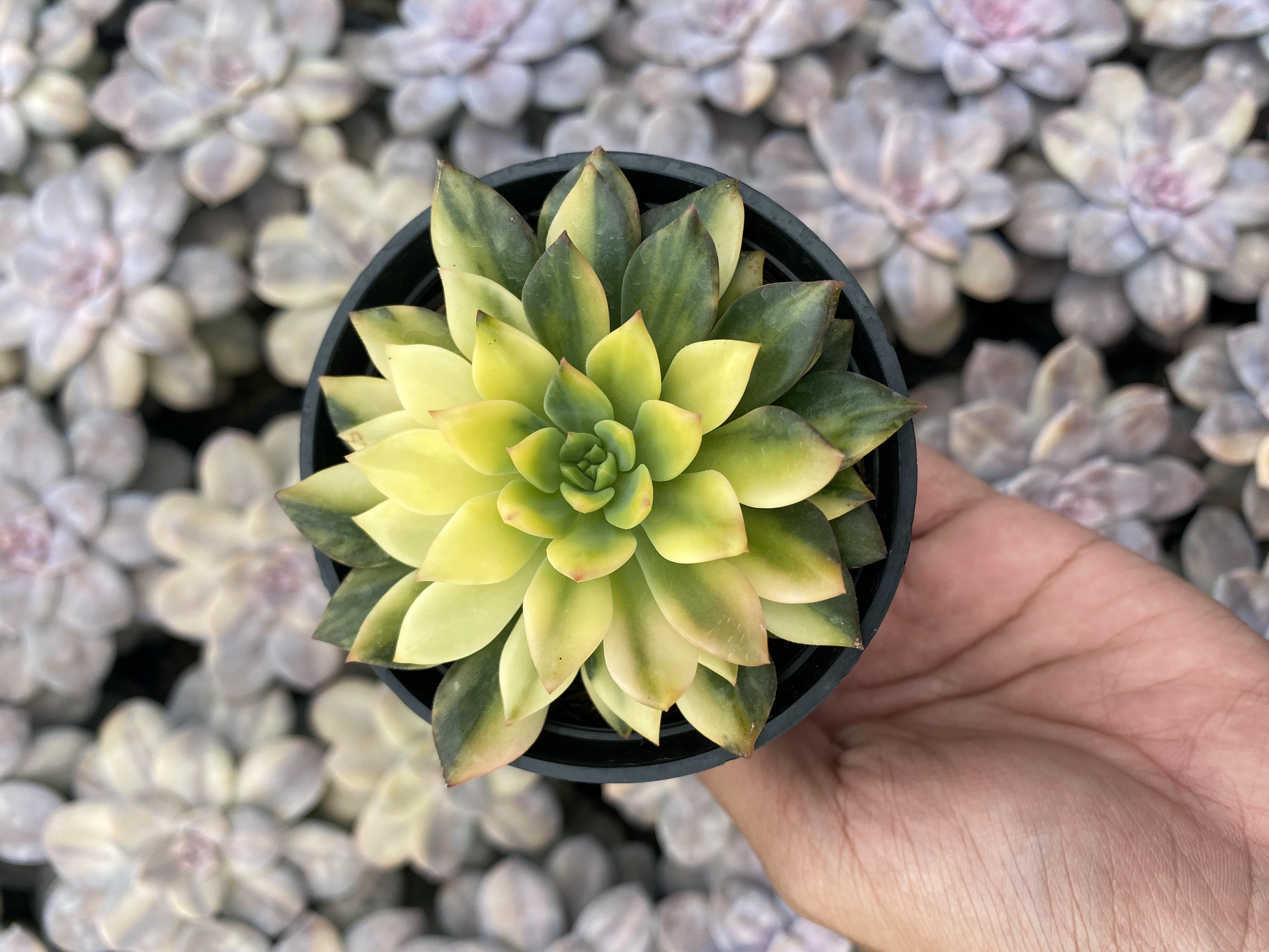 Echeveria Green Emerald Variegated