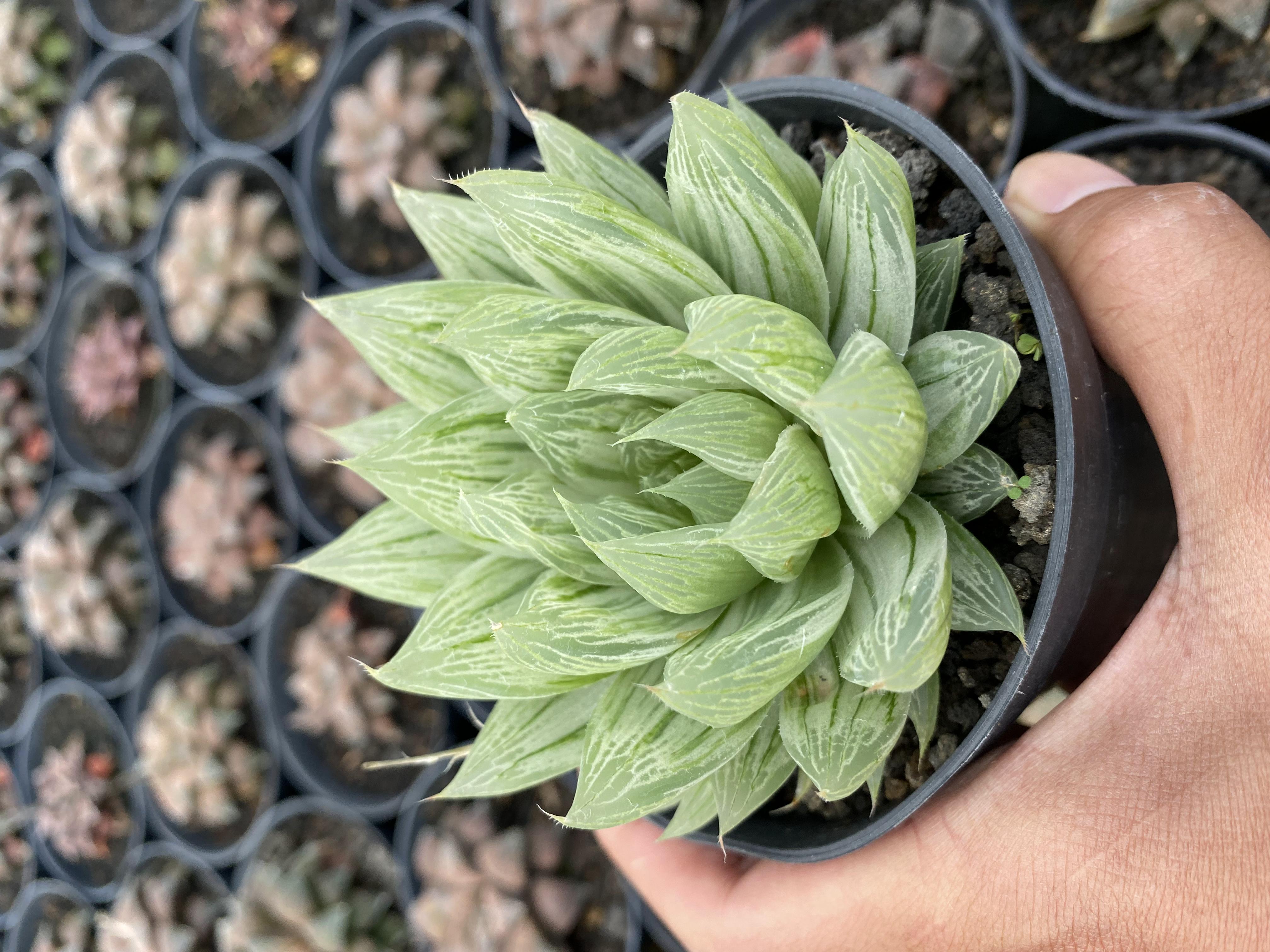 Haworthia Cv. Marble