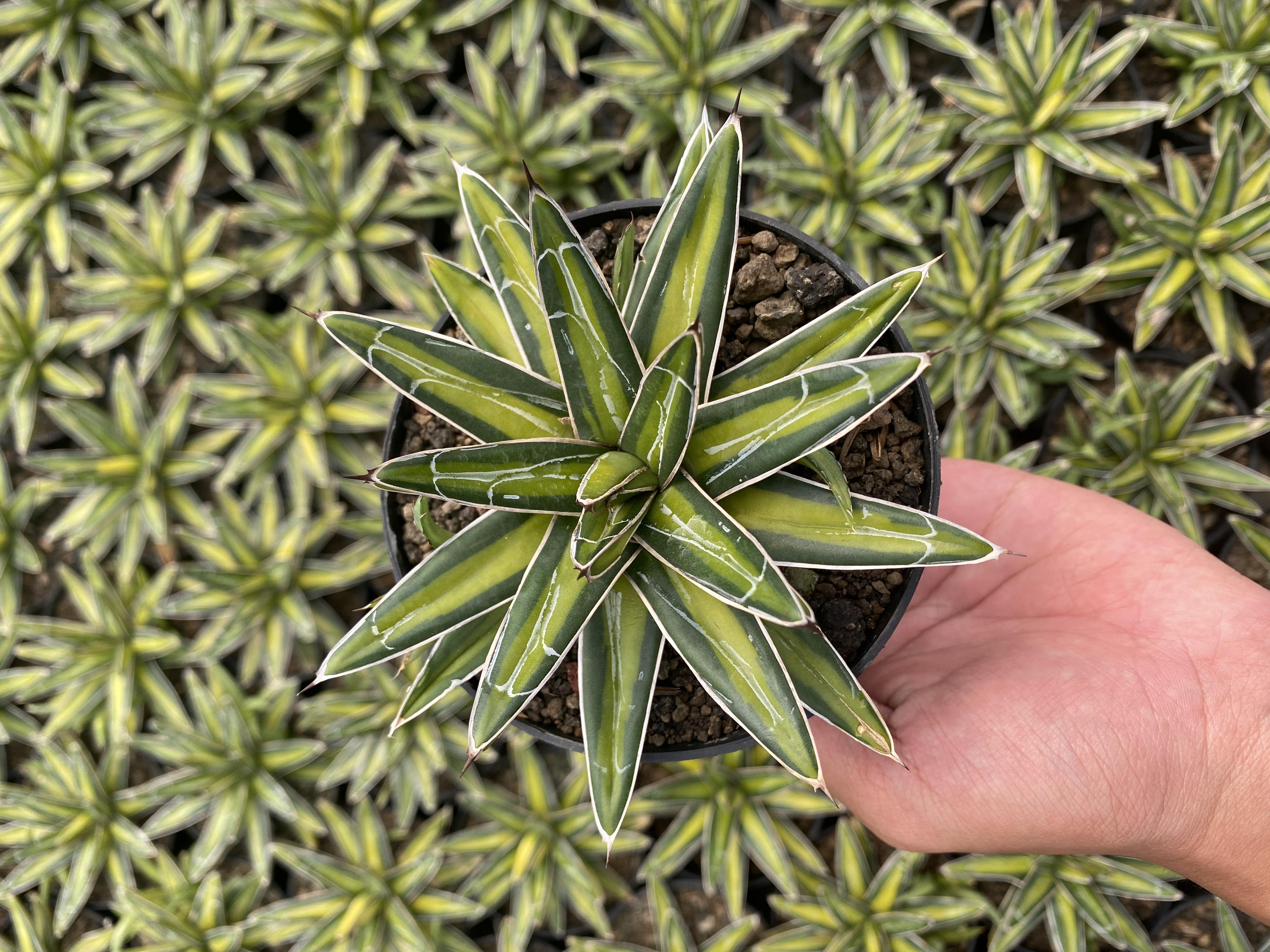 Agave Victoriae-reginae Variegated